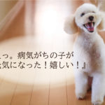 ペットに漢方・中医学（東洋医学）ってどうなの？人気の動物病院は？