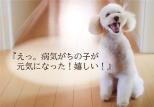 ペットに漢方・中医学（東洋医学）ってどうなの？人気の動物病院は？