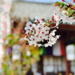 【鍼灸師が解説】東洋医学の視点からみた、春に備えた養生法とは？