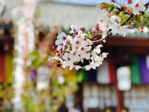 【鍼灸師が解説】東洋医学の視点からみた、春に備えた養生法とは?